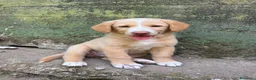 Meticcio cani in regalo: Milo cerca casa 🏡 - Annuncio 13