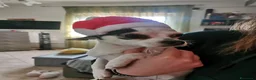 Chihuahua cani per accoppiamento: Cerco maschietto Chihuahua per Angel a Provincia di Latina - Annuncio 6