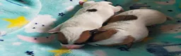 Jack Russell cani in vendita: Jack Russel cucciole  - Annuncio 3