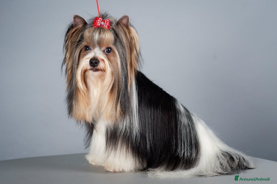 Biewer Terrier cani in vendita: Vendo cuccioli di razza Biewer Terrier - Annuncio 1