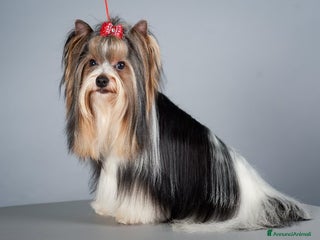 Biewer Terrier cani Vendo cuccioli di razza Biewer Terrier - Annuncio 32