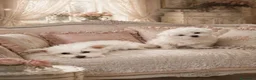 Maltipoo cani in vendita: Maltipoo toy femmina  - Annuncio 5