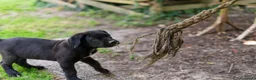 Cane Corso cani in vendita: Cuccioli di Cane Corso pronti per la consegna - Annuncio 11