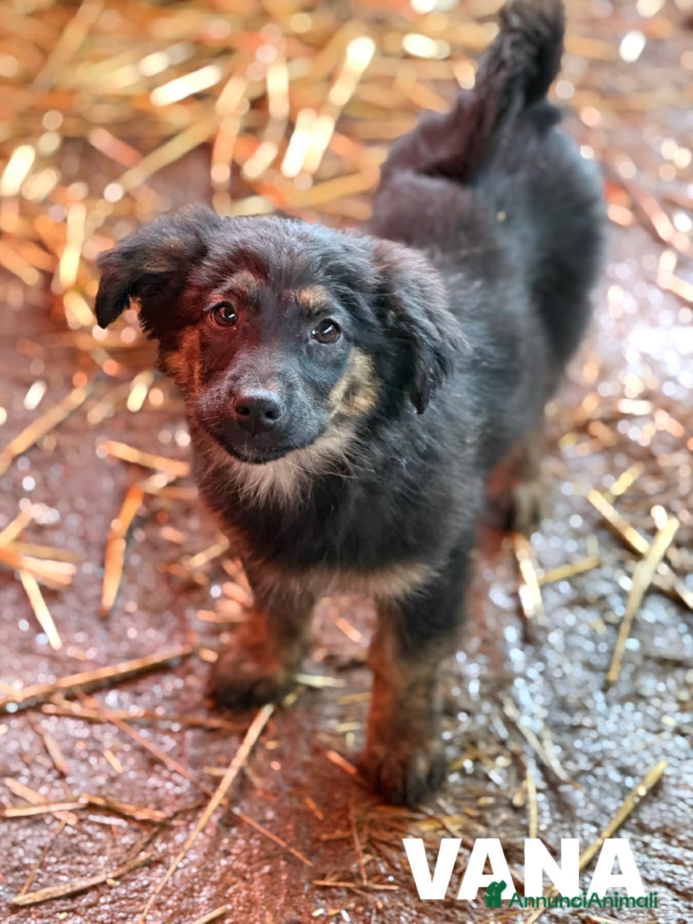 Meticcio cani in regalo: VANA, cucciola coccolosissima! TG MEDIO PICCOLA - Annuncio 2