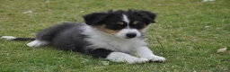 Australian Shepherd cani in vendita: Cucciola Australian Shepherd - Annuncio 9