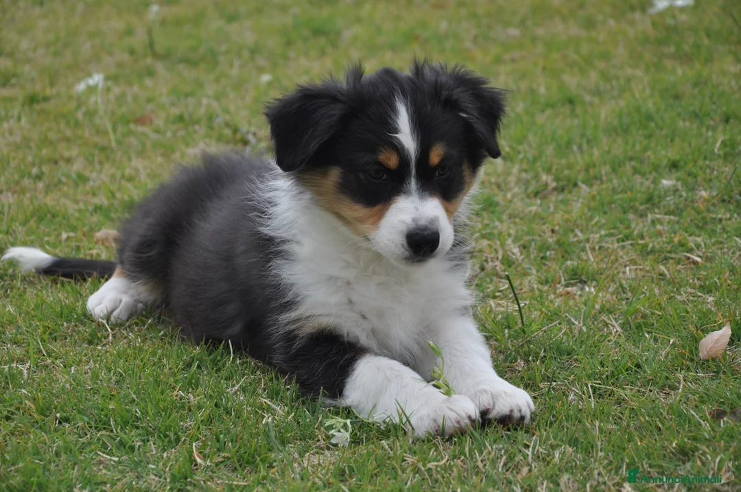 Australian Shepherd cani in vendita: Cucciola Australian Shepherd - Annuncio 9