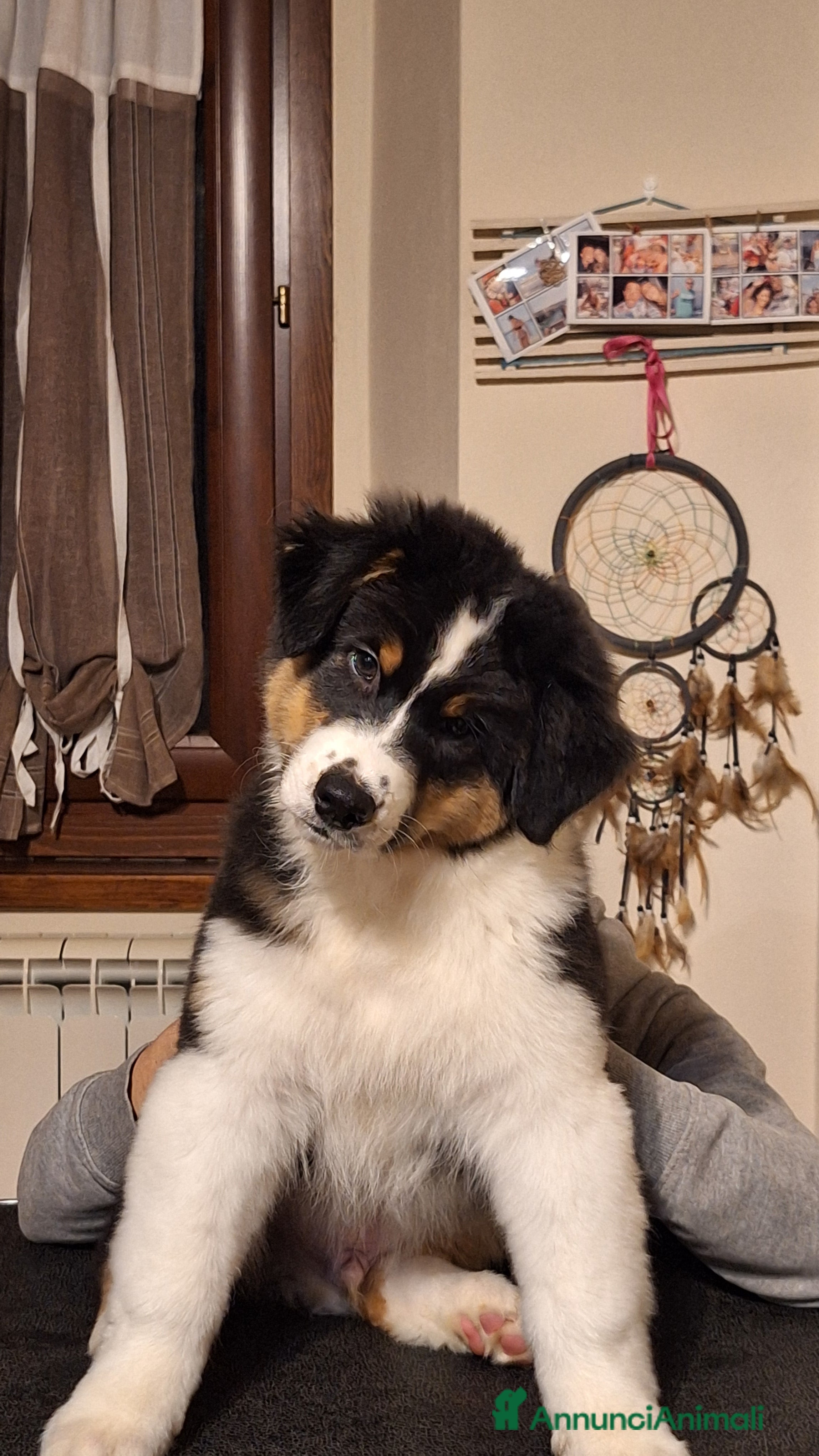 Australian Shepherd cani MERAVIGLIOSO CUCCIOLO MASCHIO TRICOLOR BLACK NBT - Annuncio 1