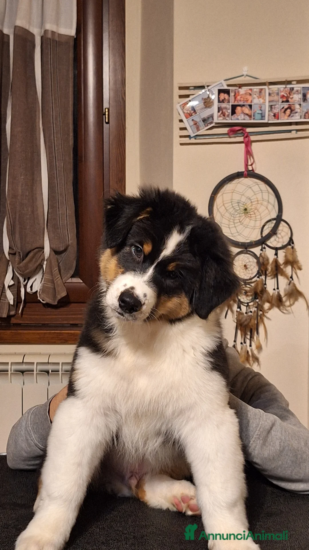 Australian Shepherd cani in vendita: MERAVIGLIOSO CUCCIOLO MASCHIO TRICOLOR BLACK NBT - Annuncio 1