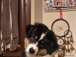 Australian Shepherd cani MERAVIGLIOSO CUCCIOLO MASCHIO TRICOLOR BLACK NBT - Annuncio 1