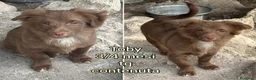 Meticcio cani in regalo: TROPPI CUCCIOLI SOLI IN RIFUGIO  a Provincia di Verona - Annuncio 7