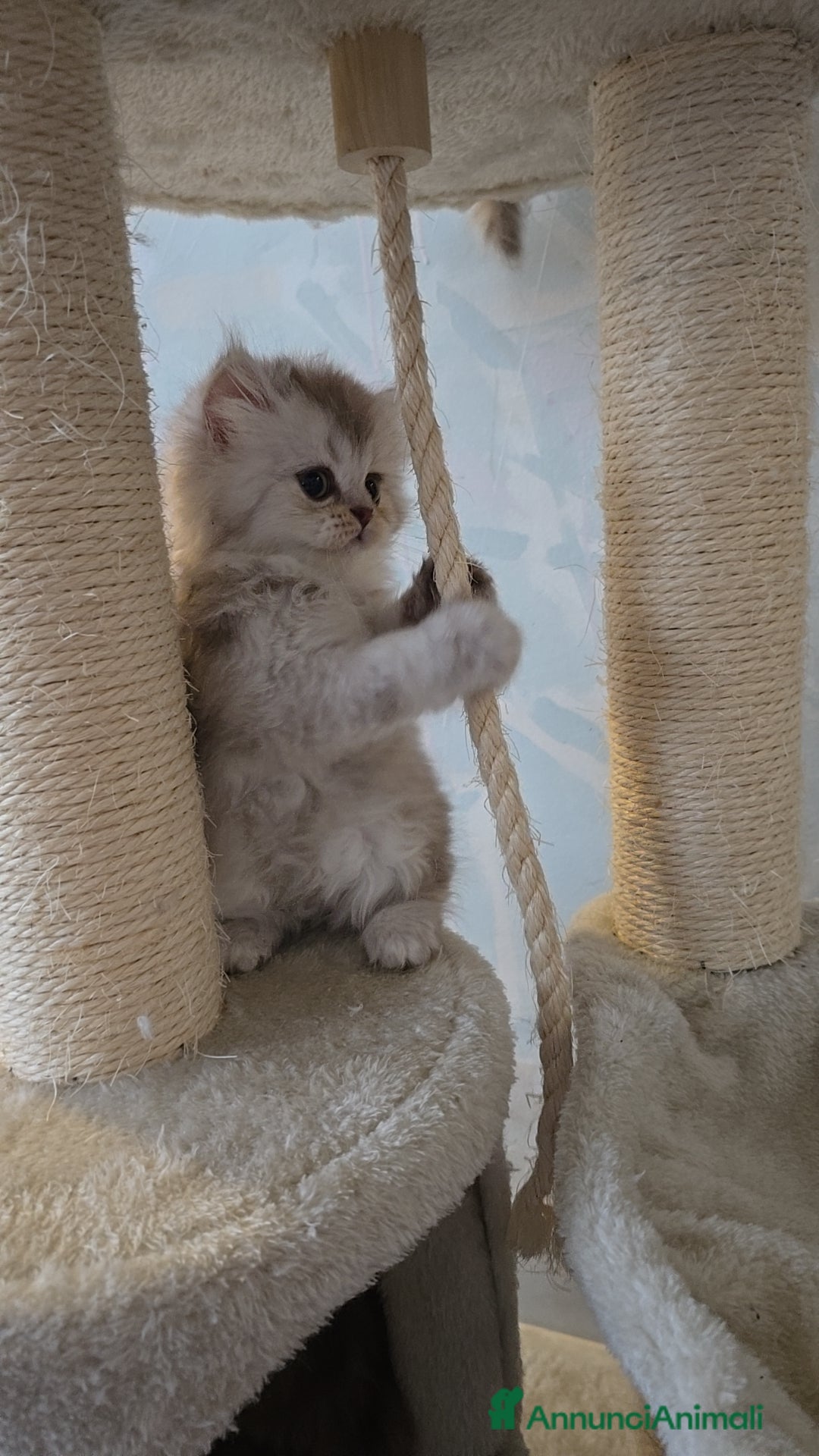 Scottish gatti in vendita: Scottish Fold e Straight  - Annuncio 10