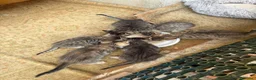Europeo gatti in regalo: Adozione di 6 gattini  a Provincia di Caserta - Annuncio 3