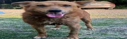 Meticcio cani in regalo: Il cagnolino x tutti, 11/12 chili, 3 anni  - Annuncio 3