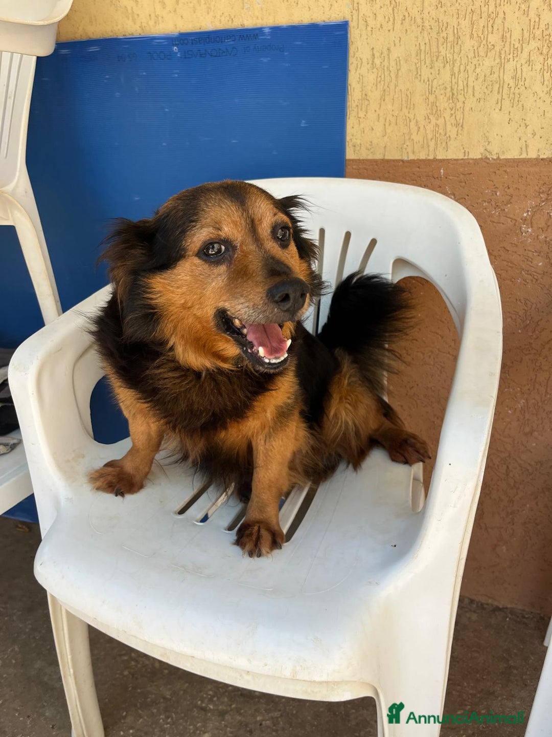 Meticcio cani in regalo: Snoopy, 10 anni a Provincia di Bergamo - Immagine 2
