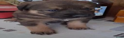 Meticcio cani in regalo: Regalo cuccioli meticci a Valle d'Aosta - Annuncio 3