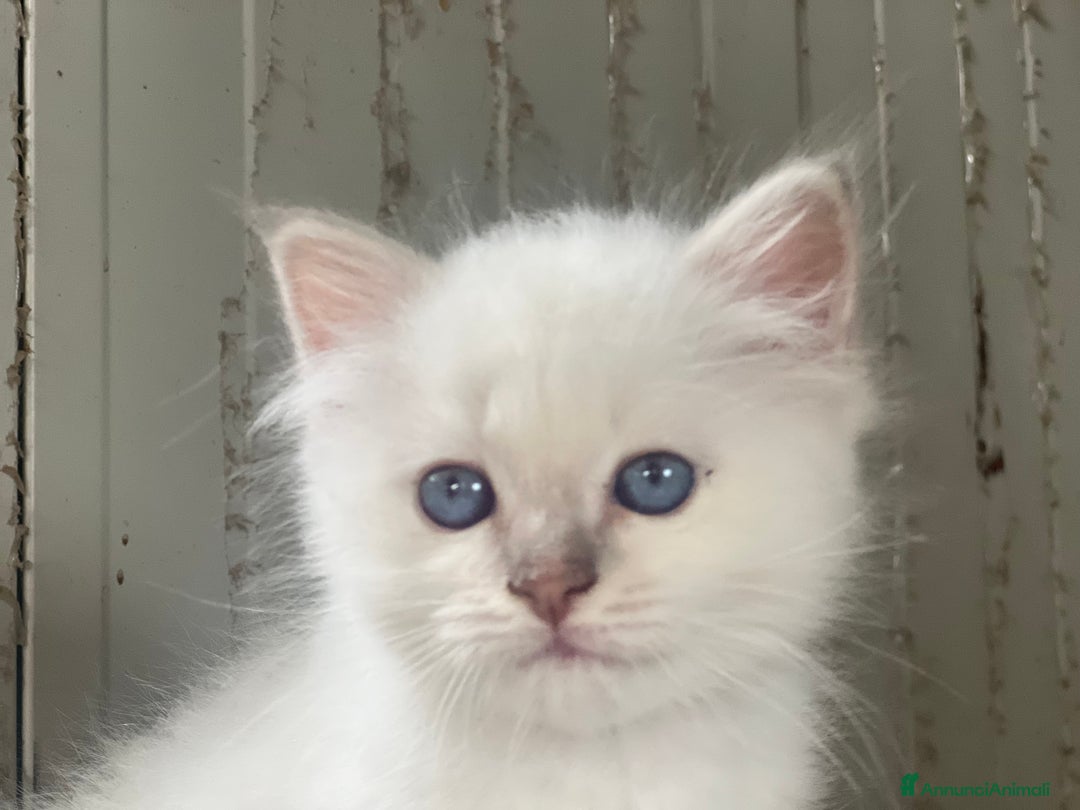 Sacro di Birmania gatti in vendita: Cucciolo sacro di Birmania  a Città metropolitana di Roma Capitale - Immagine 1