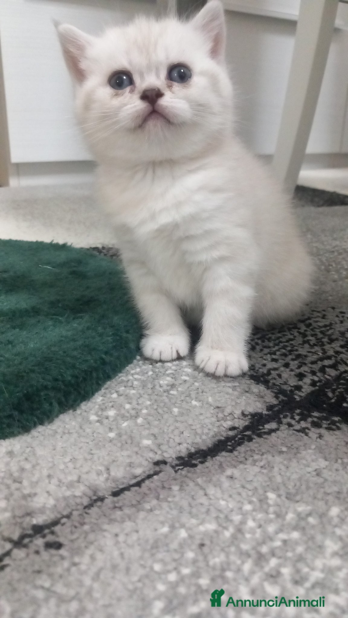 Scottish gatti Cuccioli scottish  - Annuncio 6