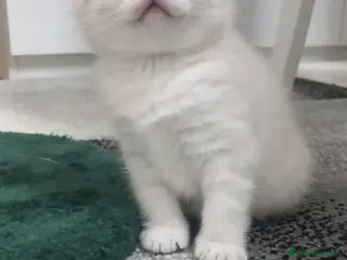 Scottish gatti Cuccioli scottish - Annuncio 6