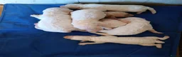 Lagotto cani in vendita: Lagotti  - Annuncio 1