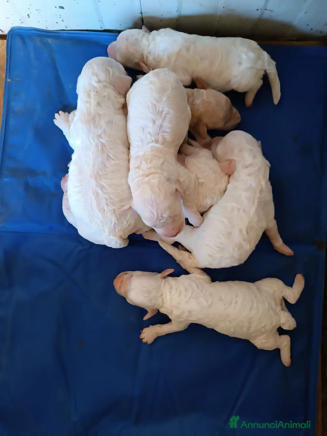 Lagotto cani in vendita: Lagotti  - Annuncio 1