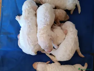 Lagotto cani Lagotti - Annuncio 9