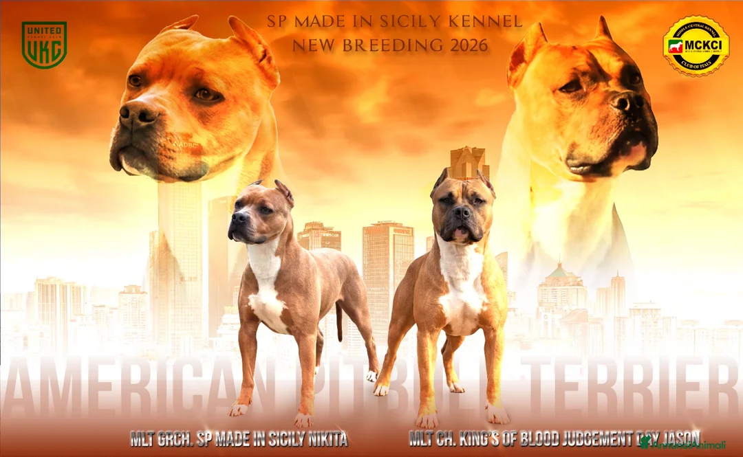 Pitbull cani in vendita: PITBULL TERRIER STANDARD UKC a Città metropolitana di Palermo - Annuncio 2