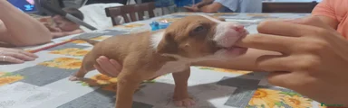 American Pitbull Terrier UKC 7