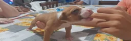 Pitbull cani in vendita: American Pitbull Terrier UKC  a Provincia di Alessandria - Annuncio 5