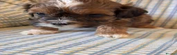 Shihpoo cani in vendita: Cuccioli di cane Shihpoo - Annuncio 11