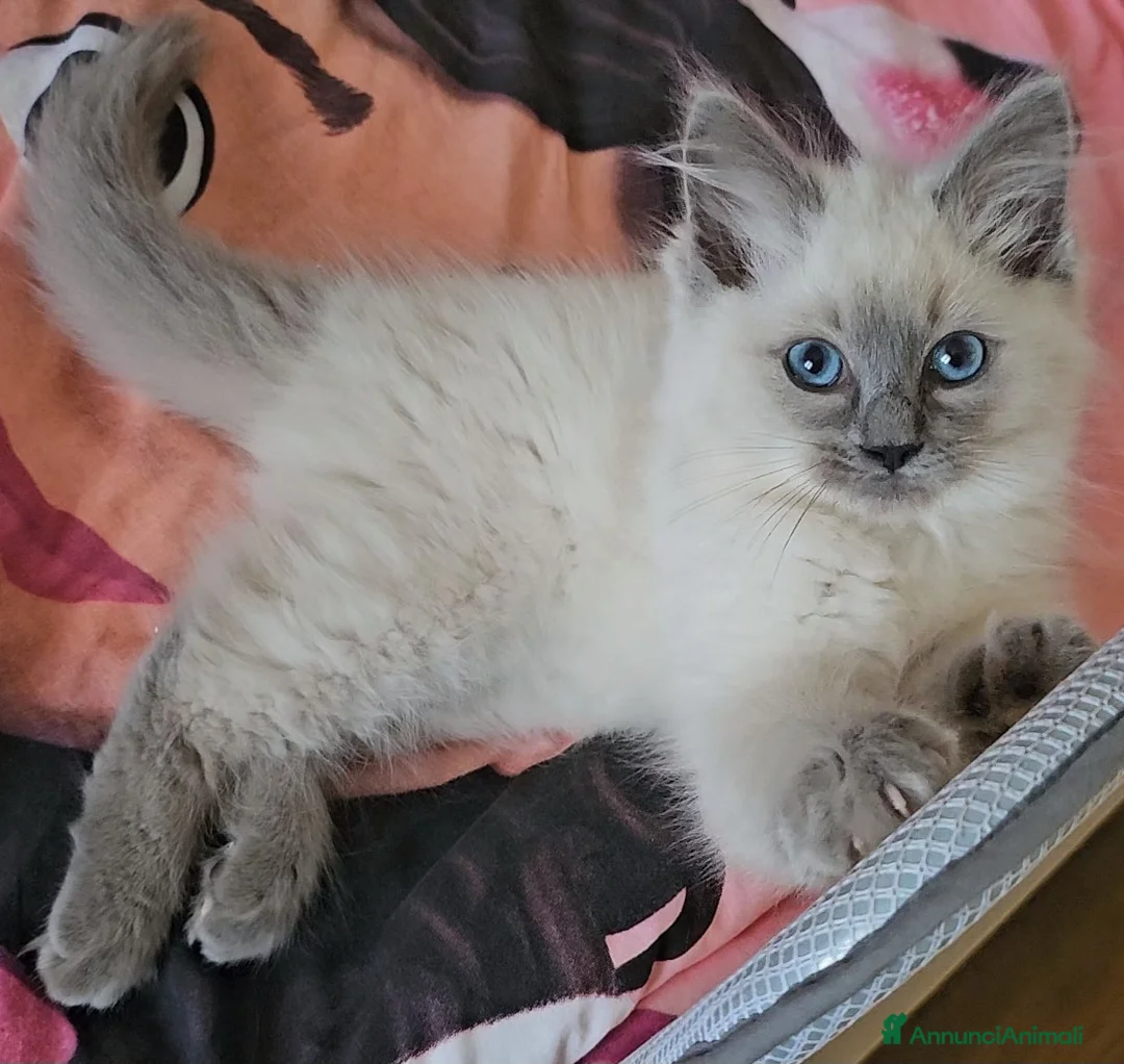 Immagine della galleria {{count}}