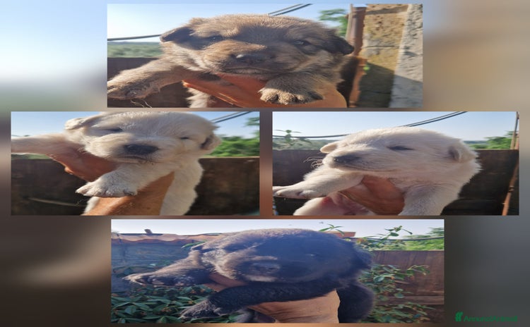 Meticcio cani a Provincia di Viterbo - Annuncio 1