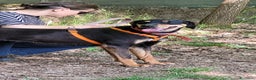 Segugio cani in regalo: Splendida mix segugio - SKYLAR a Città metropolitana di Milano - Annuncio 8