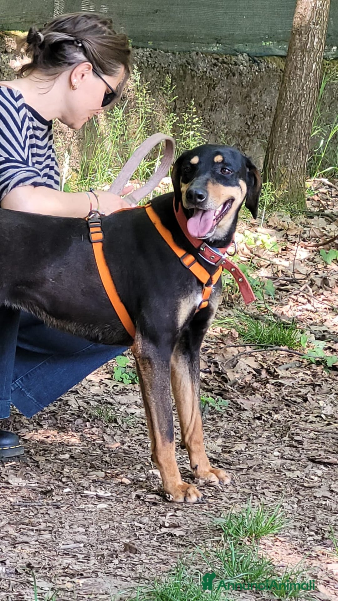 Segugio cani in regalo: Splendida mix segugio - SKYLAR a Città metropolitana di Milano - Annuncio 8