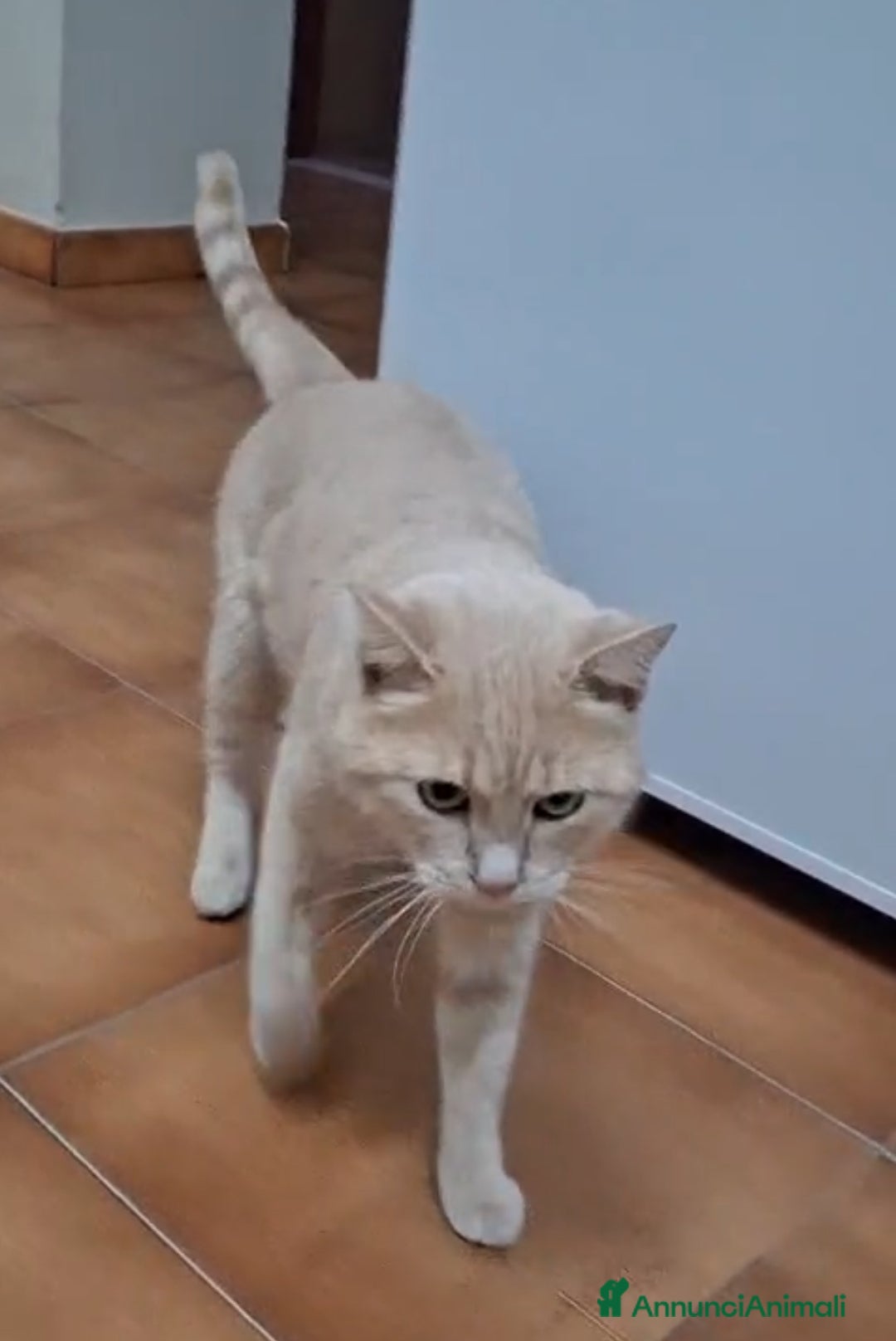 Meticcio gatti in regalo: GATTO SPECIALE  - Annuncio 5