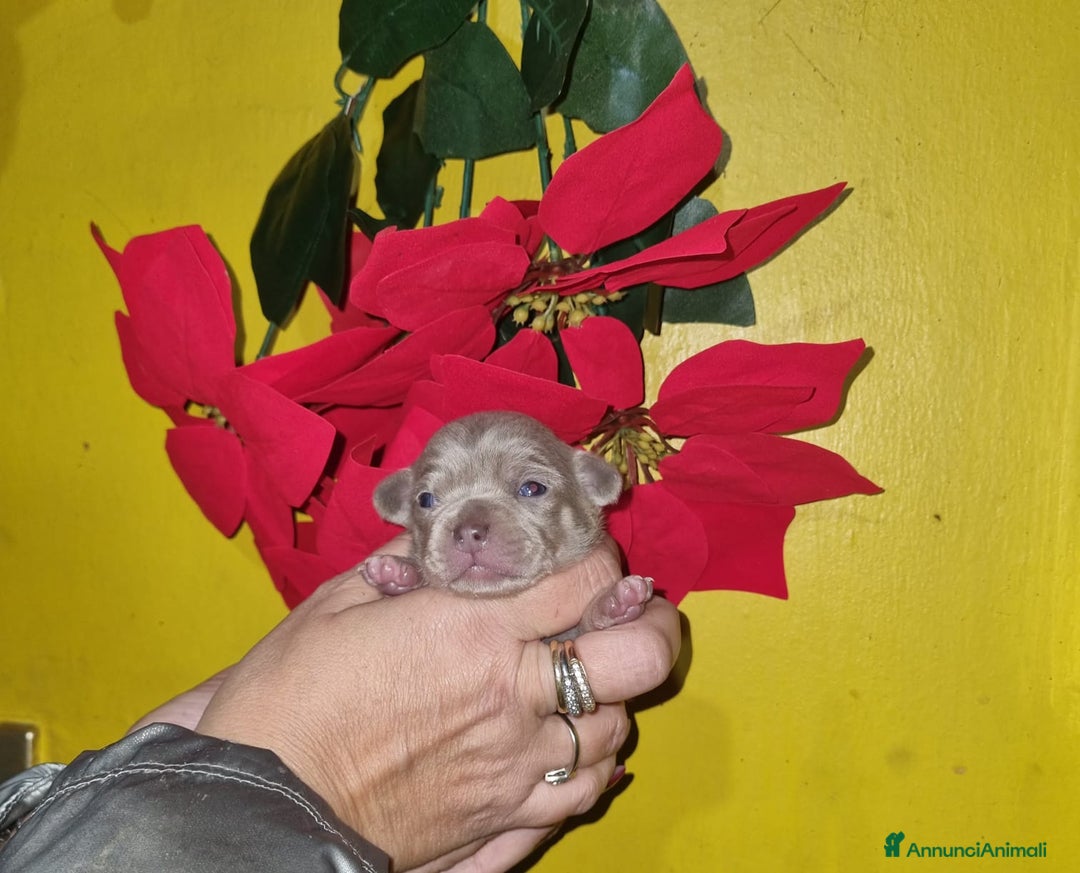 Chihuahua cani in vendita: Cuccioli di chiuhauha toy puri  - Annuncio 5