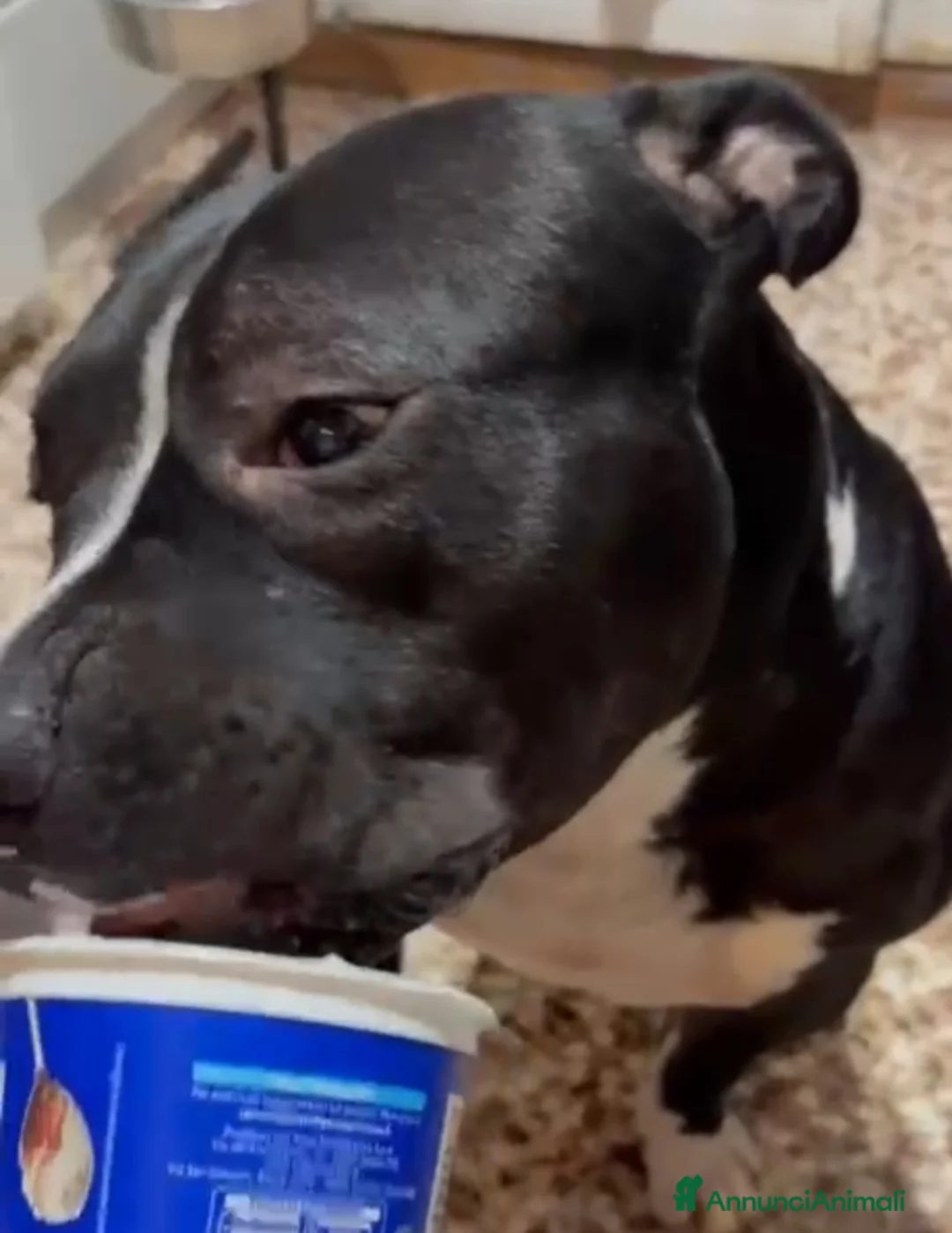 American Bully cani in regalo: American Bully 2anni e 1/2 dal divano al box TORIN - Annuncio 6