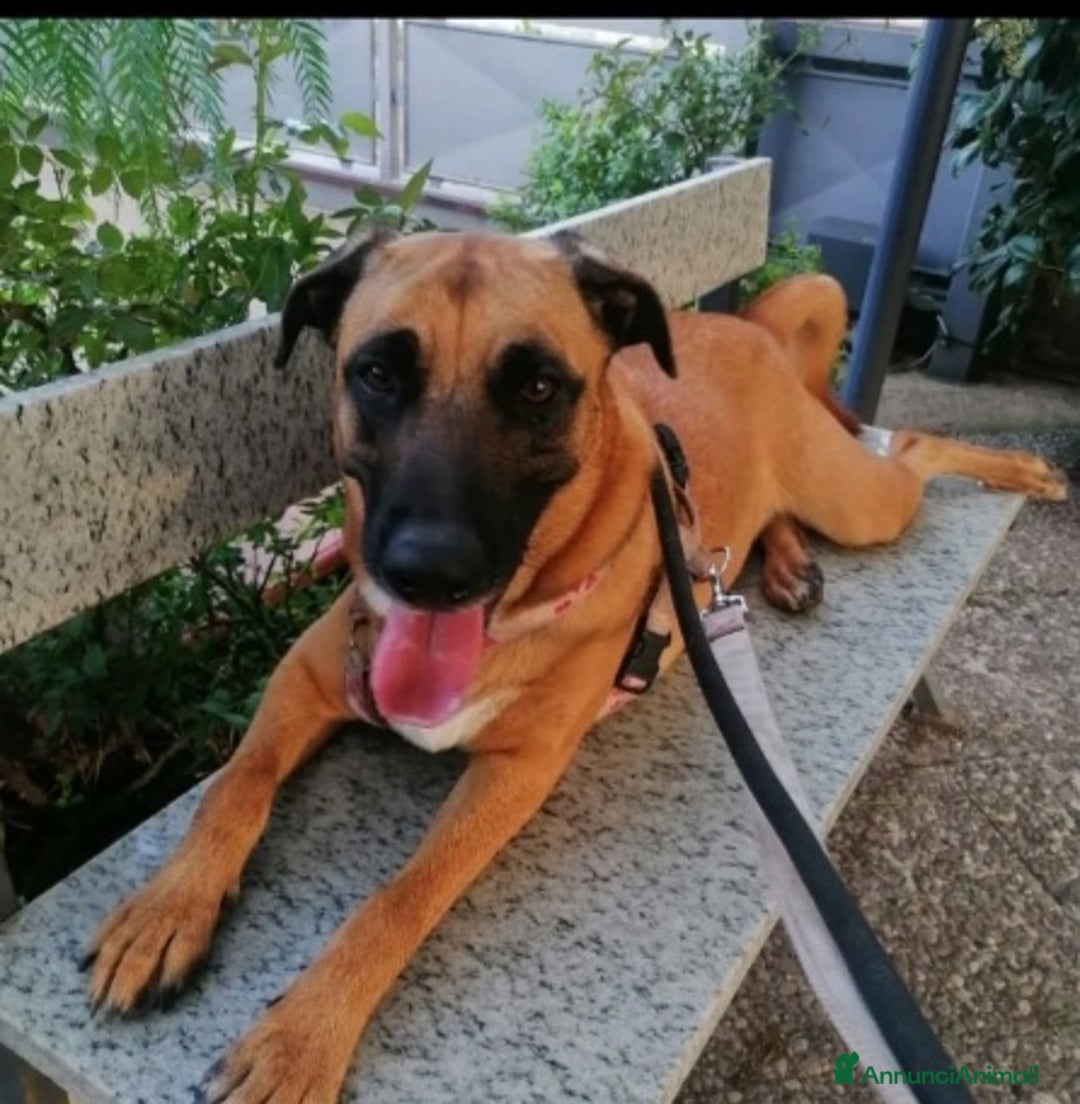 Meticcio cani in regalo: Gaia mix Malinois 3anni sola tutto il giornoNAPOLI a Città metropolitana di Milano - Annuncio 7