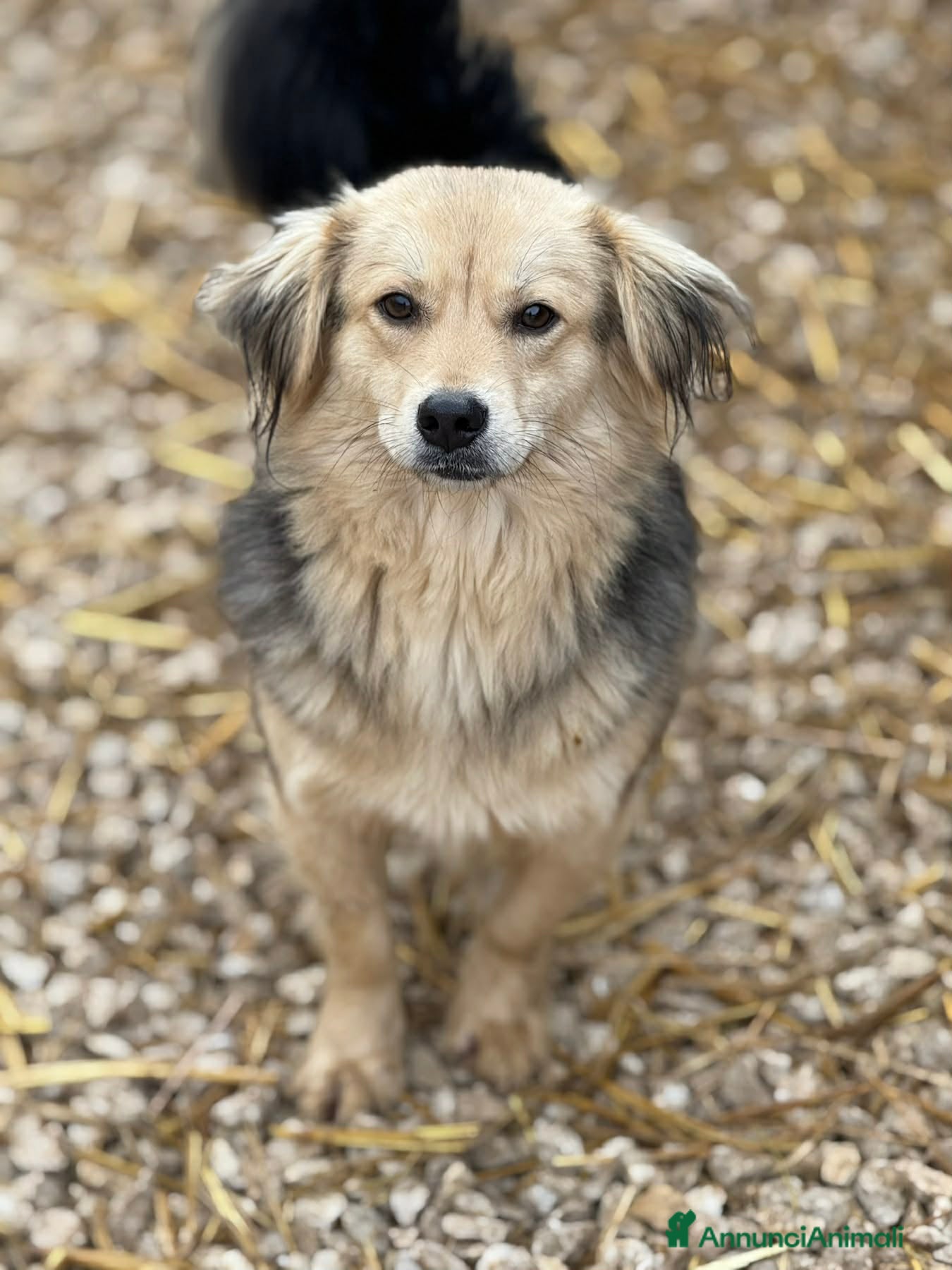 Meticcio cani NODI, dolcissimo cucciolo pelosone! Tg PICCOLA - Annuncio 2