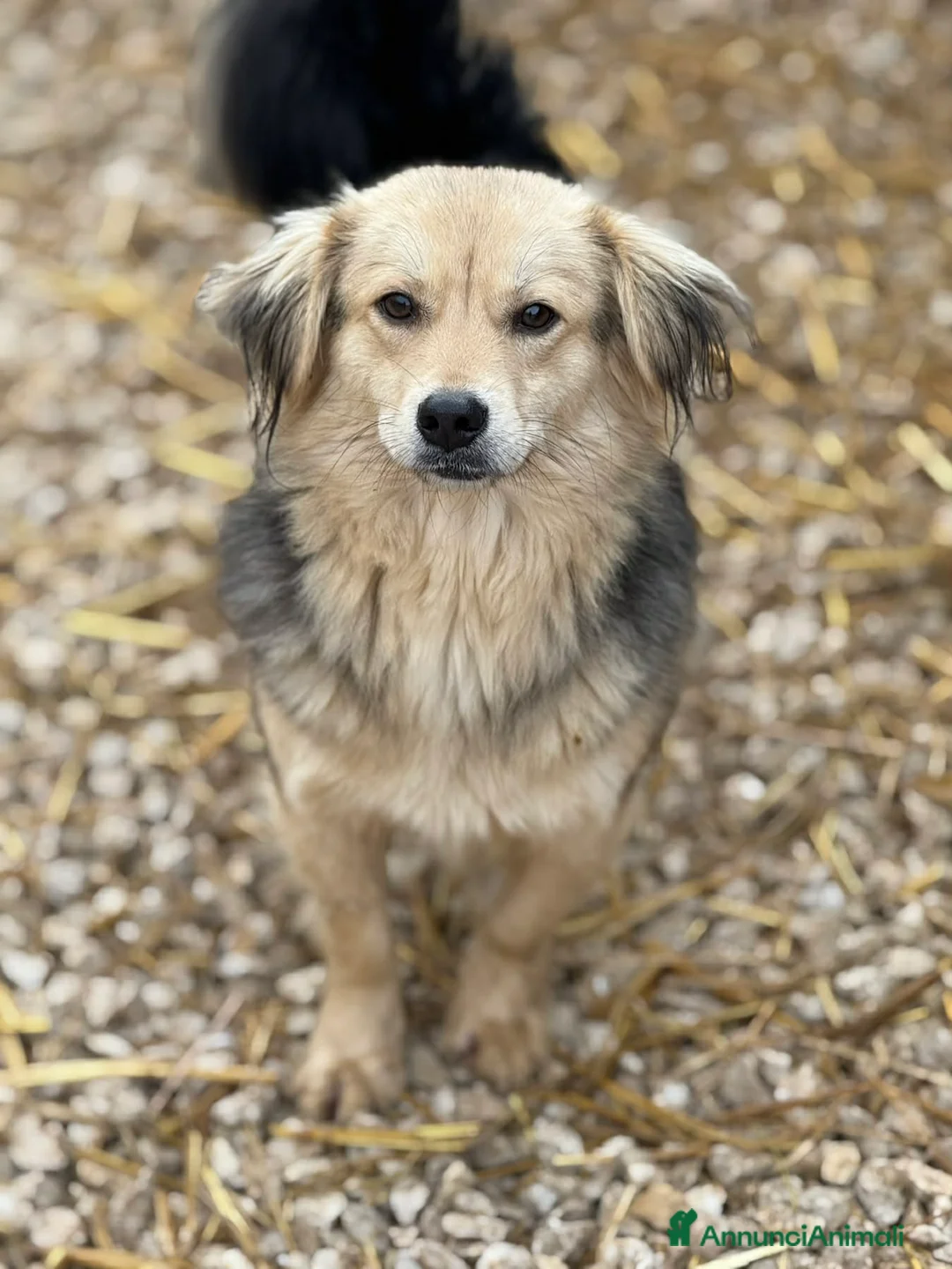 Meticcio cani in regalo: NODI, dolcissimo cucciolo pelosone! Tg PICCOLA - Annuncio 2
