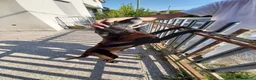 Meticcio cani in regalo: Pablo 13 anni - Annuncio 2