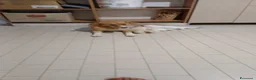 Meticcio cani in regalo: Bigné cerca casa - Annuncio 2