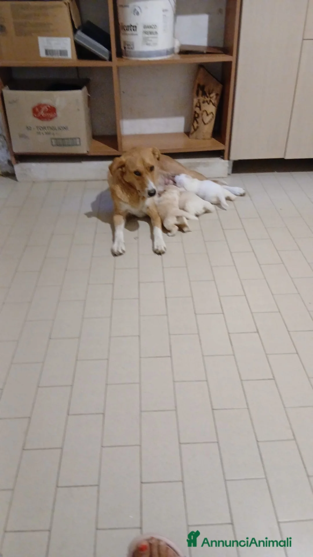 Meticcio cani in regalo: Bigné cerca casa - Annuncio 2