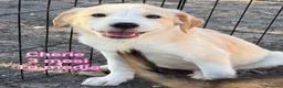 Meticcio cani in regalo: Cuccioli in cerca di famiglie  - Annuncio 11