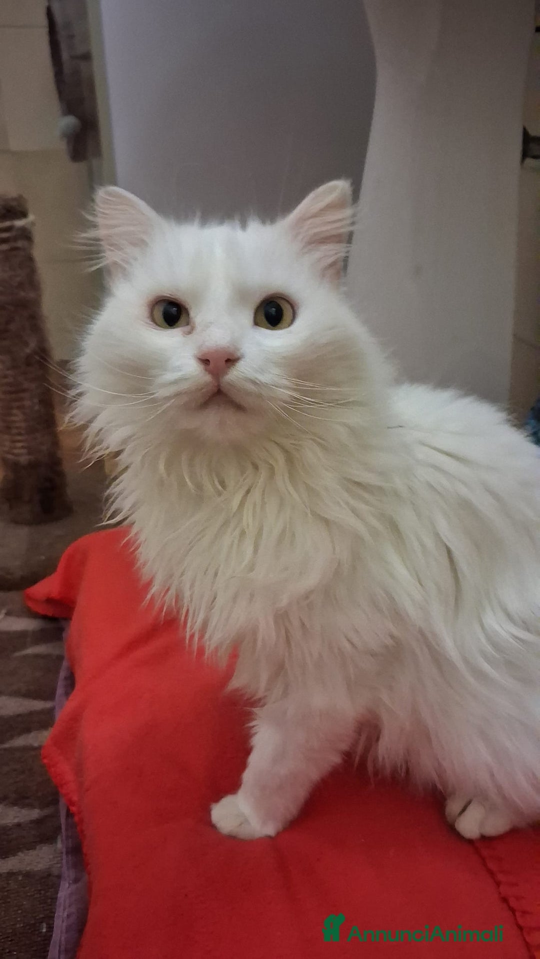 Meticcio gatti in regalo: GATTINI DOLCISSIMI  - Annuncio 13