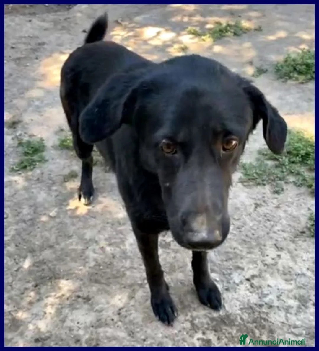 Meticcio cani in regalo: SMOG dolcissimo pacioccone - Annuncio 2