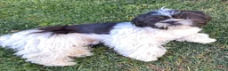 Shih Tzu cani in vendita: Shihtzu maschio con pedigree  - Annuncio 3