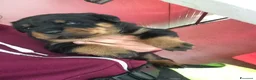 Rottweiler cani in vendita: Ultime due cucciole disponibili in Allevamento a Provincia di Benevento - Annuncio 3