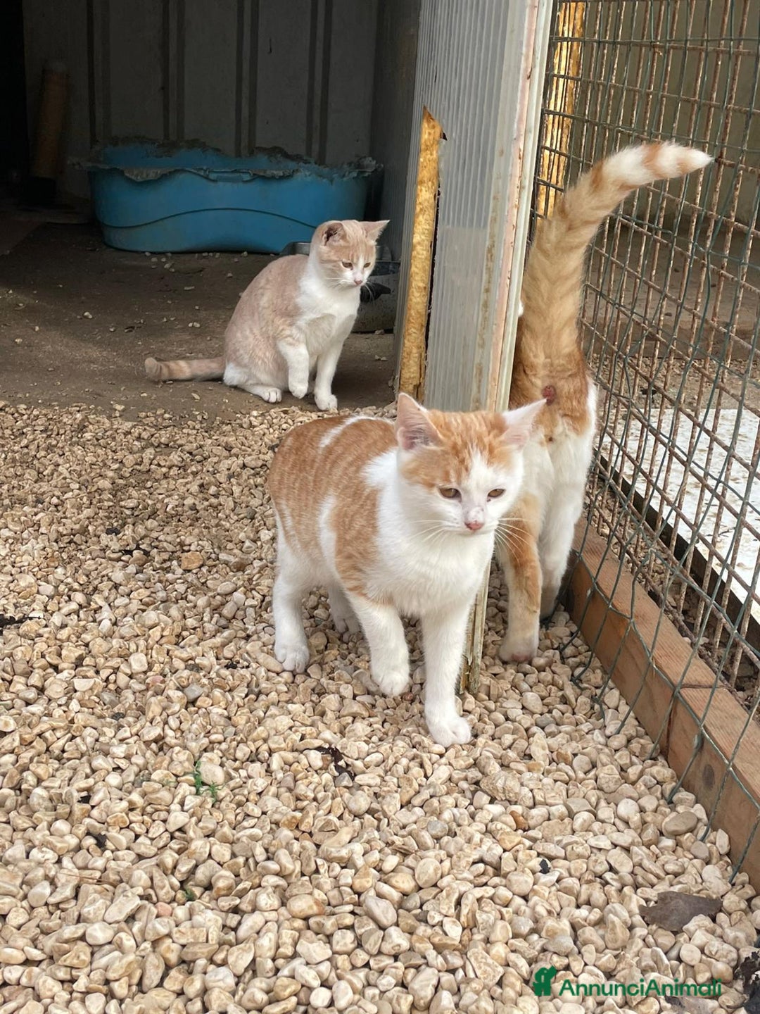 Meticcio gatti in regalo: DUE TENERI GATTINI  - Annuncio 4