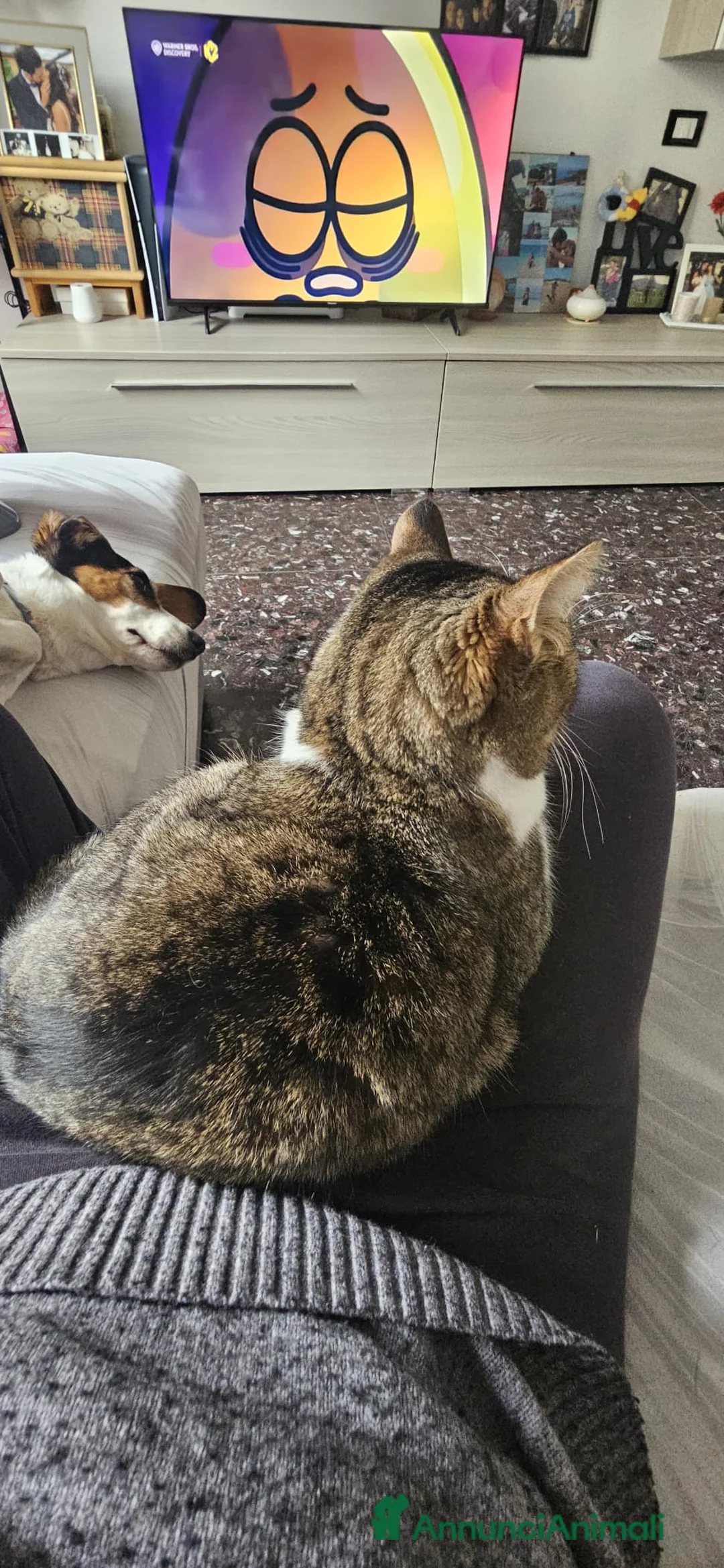 Altre razze gatti in regalo: Gattini desiderosi di trovare famiglia  a Provincia di Prato - Annuncio 2