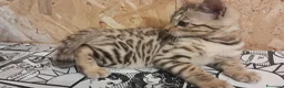 Bengala gatti in vendita: Cuccioli bengala con pedegree a Provincia di Parma - Annuncio 4